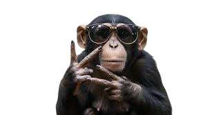 monkey with sunglasses
